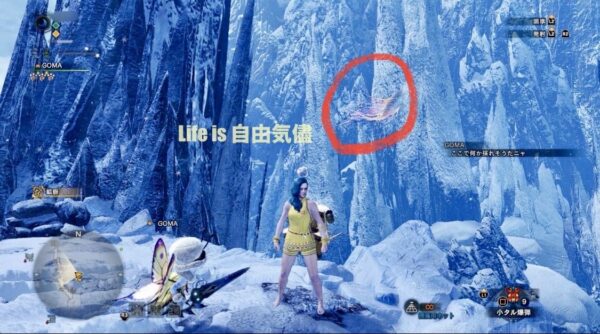 ついに山頂でツキノハゴロモ発見！！